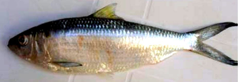 Sardinella maderensis_05.jpg